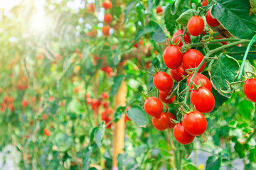 Fresh ripe red tomatoes plant growth in organic greenhouse garden ready to harvest