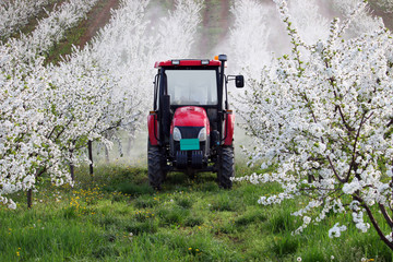 tractor sprays insecticide in cherry orchard farming agriculture