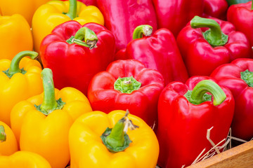 Fresh colorful Bell peppers in organic farm