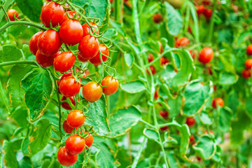 Obraz premium Fresh ripe red tomatoes plant growth in organic greenhouse garden ready to harvest