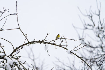 Vogel im Baum