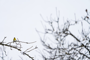 Vogel im Baum