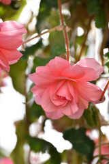 ベゴニアの花