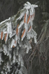 Äaste im Winter