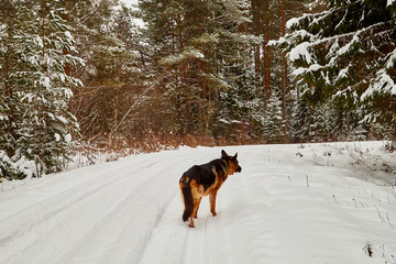 Snow covered trees in a winter forest, road between them and dog german shepherd on it