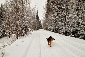 Snow covered trees in a winter forest, road between them and dog german shepherd on it