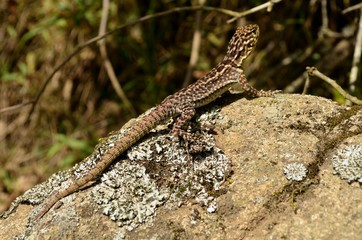 Small lizard in the Inca ruins of Machu Picchu, Peru