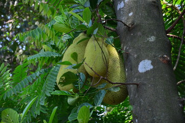 jackfruit