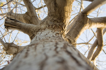 Tree branches without leaves against the blue sky