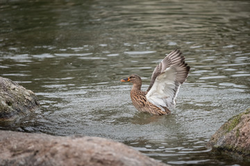 Cane qui bat des ailes 