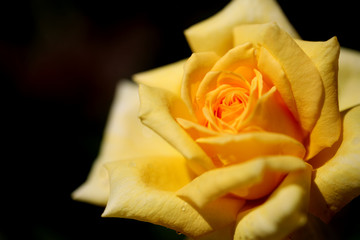 黄色のバラ　アップのパラ　薔薇　バラ　ばら
