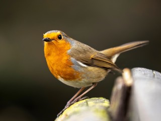 Robin
