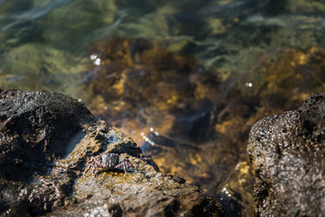 Fototapeta premium Little crab on rock