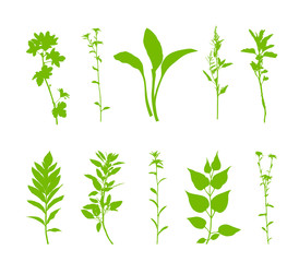 Green plants silhouette set isolated on white background. Vector illustration