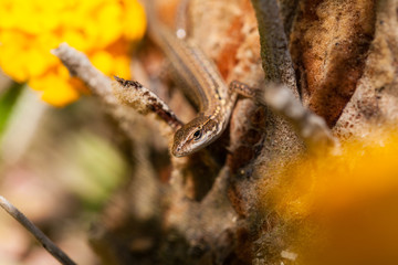 European wall lizard Podarcis macro on nature background