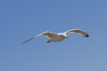 Seagull hover in clear blue sky