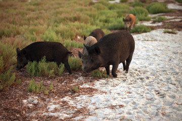 Herd of wild boars grazing on sandy shore