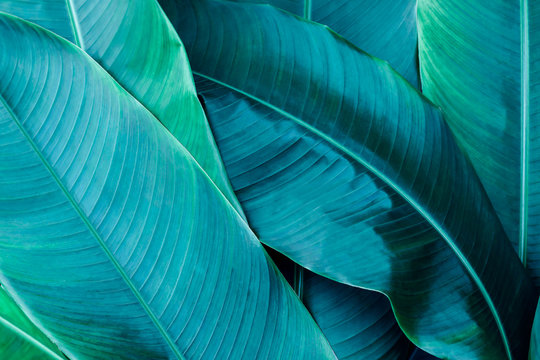 Fototapeta green leaf texture background