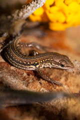 European wall lizard (Podarcis) sunbathing in the rocks. Wild reptile of Italy
