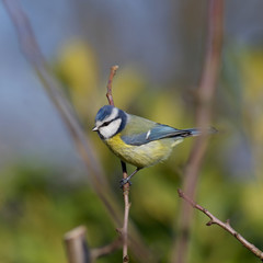 cyanistes caeruleus ist der lateinische name der blaumeise