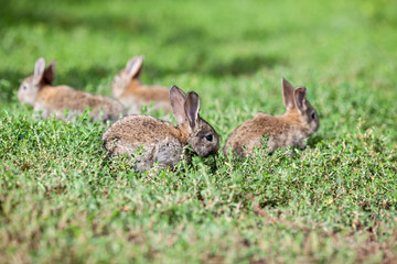 Naklejka na ściany i meble little gray rabbit on green grass background