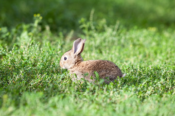 little gray rabbit on green grass background