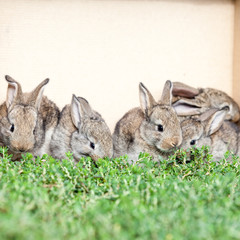little gray rabbit on green grass background
