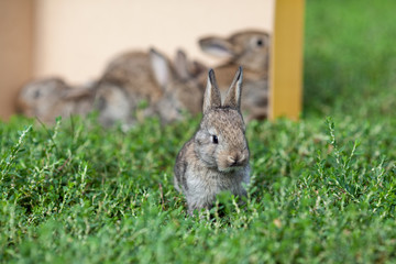 little gray rabbit on green grass background