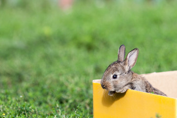 little gray rabbit on green grass background
