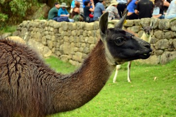 Llama at Machu Picchu Peru 