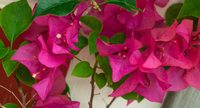 An attractively arranged bunch of flowers, especially one presented as a gift or carried at a ceremony.