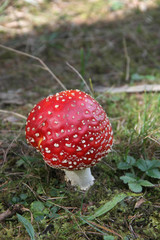 Beautiful big Amanita muscaria, growing among moss and ivy. Autumn. Carpathian Forest, Ukraine