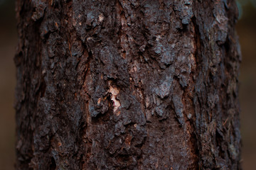 Larch bark