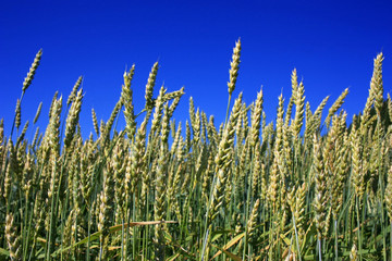 Fototapeta premium Ears of wheat in the field