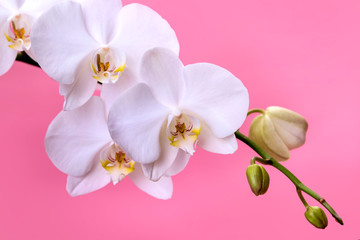 Naklejka na ściany i meble Orchid. A branch of white orchid on a pink background