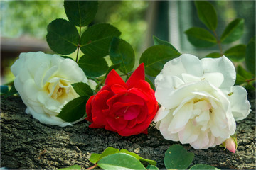 Цветы розы.