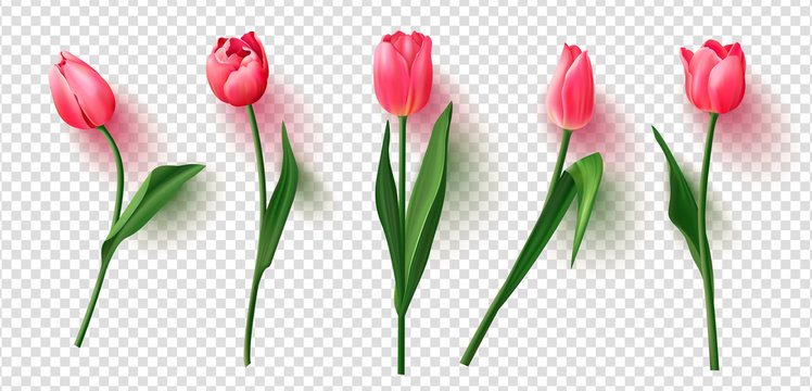 Realistic vector tulips set on transparent background.Vector illustration.