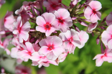 pink flowers in garden