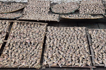sea fish are dried in the sun