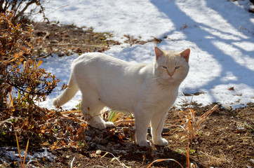 雪の積もった庭を歩く猫