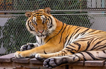 Tigers in open enclosure unchained and wild