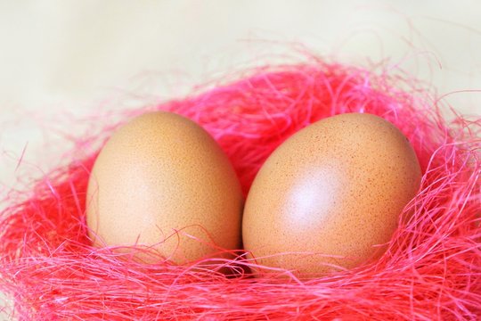 eggs laid in a nest of pink
