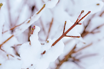 Zweige im Winter mit Eis und Schnee