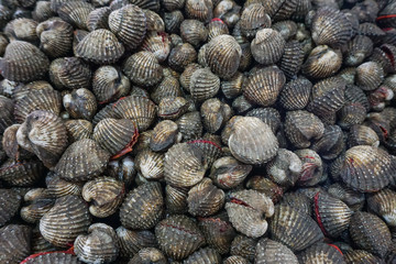 Group raw fresh cockle have blood and mud on shell be alive from cockle farm,delicious seafood,scallop,close up,Tegillarca granosa,Appetizer,blur background