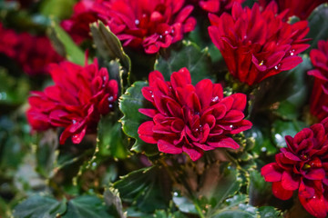 Red mums flowers blooming at flower market,fresh colorful petal background,valentine day,red chrysanthemum