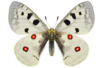 The Mountain Apollo, rare European butterfly (Parnassius apollo, male) isolated on white background
