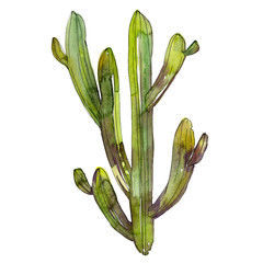 Green cactus floral botanical flower. Watercolor background illustration set. Isolated cacti...