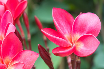 Pink plumeria flowers is blooming,colorful flowers,beautiful bunch,spa,Temple Tree,Frangipani