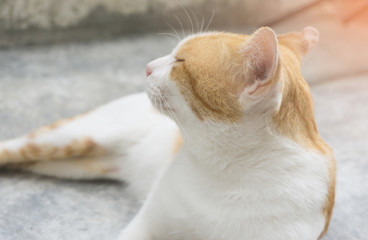 brown cat sleeping,isolated,sleepy,cute pet,tabby,kitten