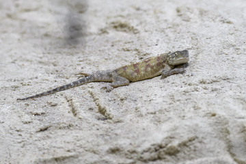 Bibrons agama basking on a rock